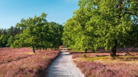 Wandelen op de Lüneburger Heide_Luneburger Heide_goedkoopstezomervakantie.nl