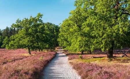 Wandelen op de Lüneburger Heide_Luneburger Heide_goedkoopstezomervakantie.nl