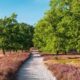 Wandelen op de Lüneburger Heide_Luneburger Heide_goedkoopstezomervakantie.nl
